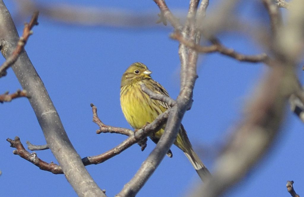 Zigolo giallo (Emberiza citrinella)